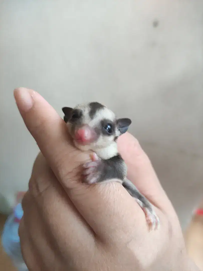 PO Sugar glider classic grey betina joey murah cg sg gray pre-order