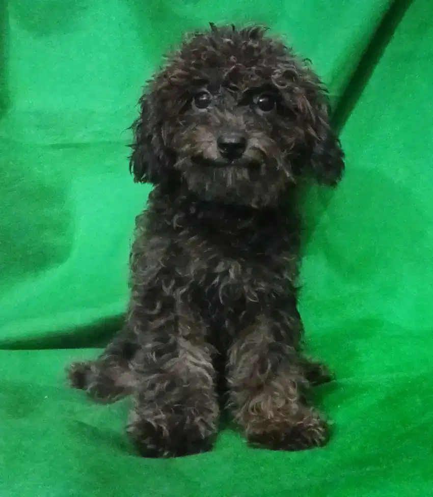 Poodle Dark Silver Jantan - Pudel