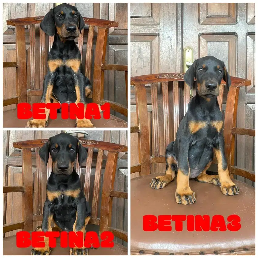 Doberman betina stb vaksin MURMER