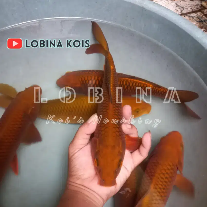 Ikan Koi Blitar Jenis Chagoi Tembaga/ Ikan Penjinak/ Lobina