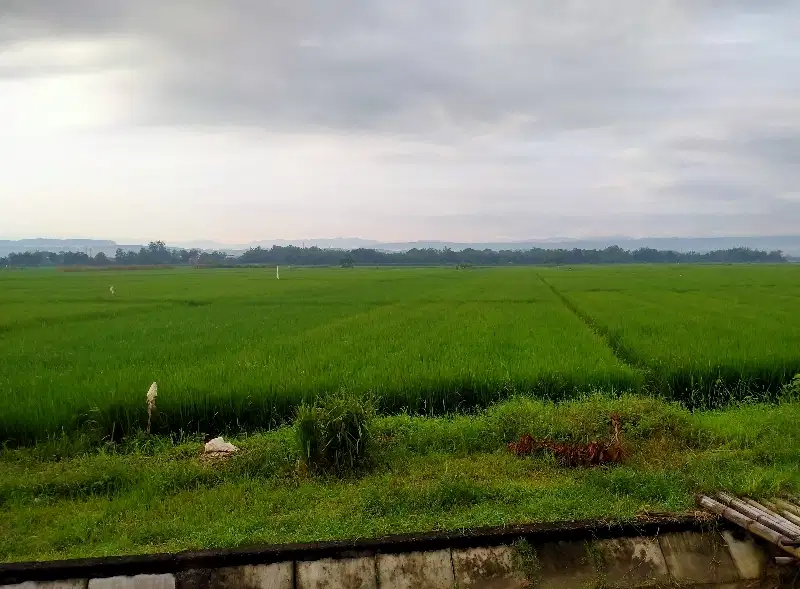 Tanah Sawah Produktif Dempelrejo Ngampel Kendal