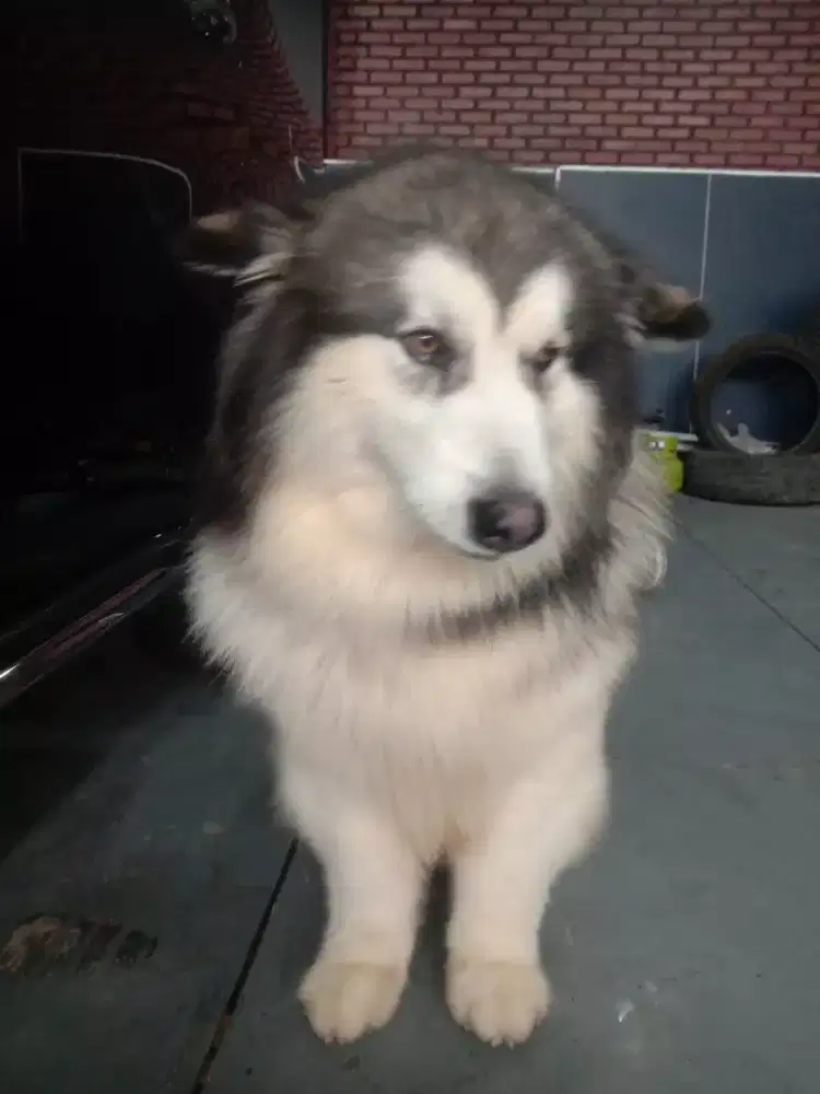 Grooming Anabul panggilan kerumah ( Home service)