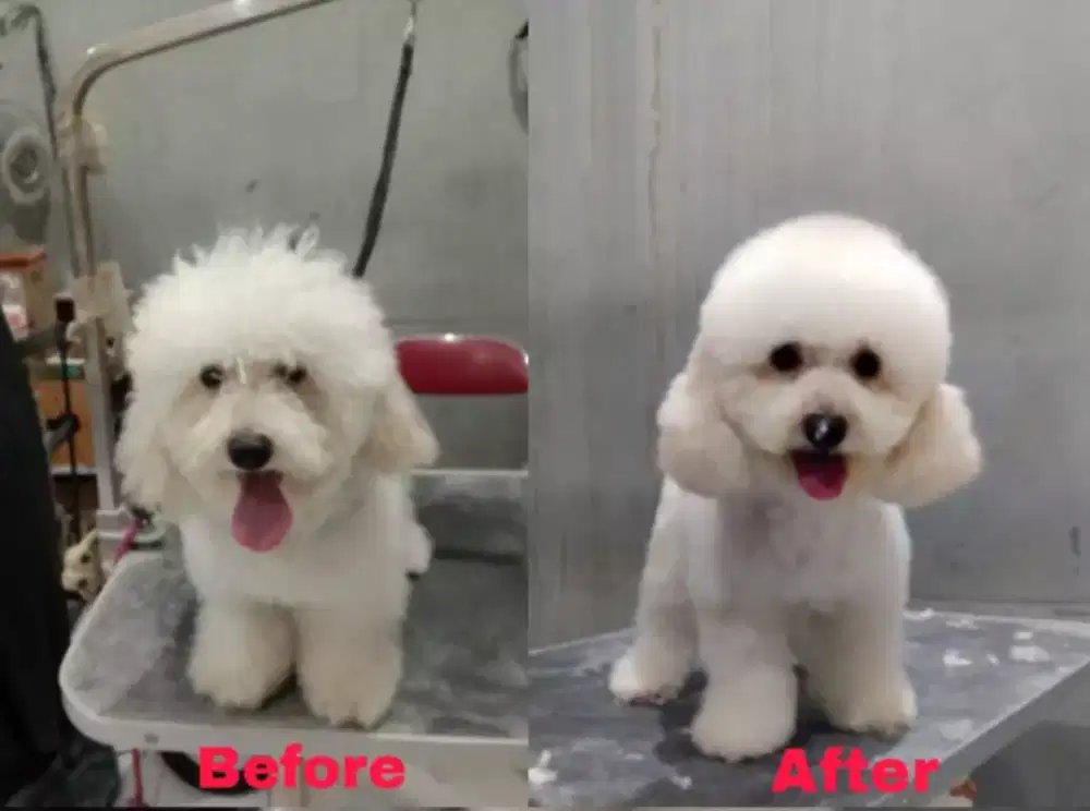 Grooming Anabul panggilan kerumah ( Home service)