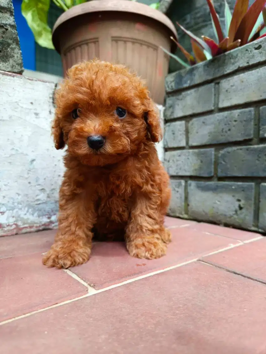 Anjing PUPPY POODLE Fawn, RED, BLACK Sudah STB, MICHROCHIP, VAKSIN