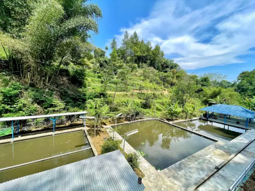 Disewakan kolam ikan dan gazebo