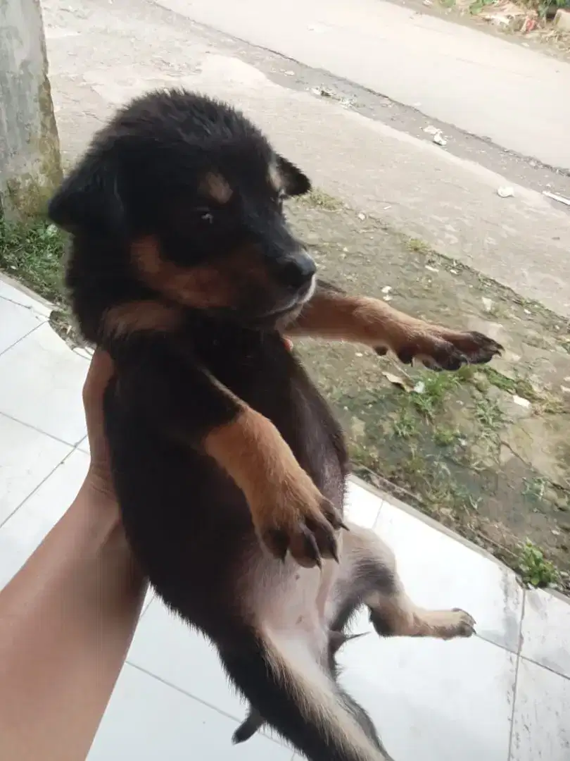 Adopsi anak anjing 50.000