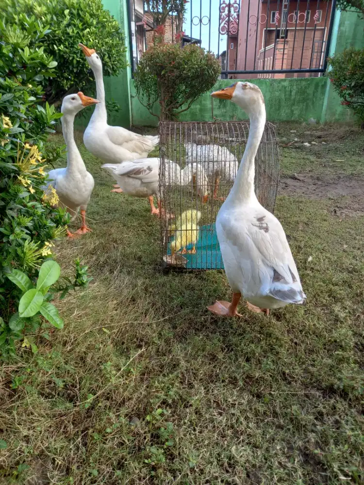 Angsa Putih sepasang