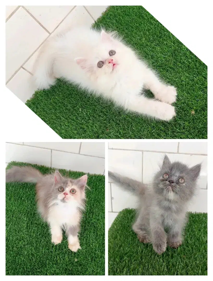 Kucing kitten persia flatnose / himalaya / peaknose / anggora exotic