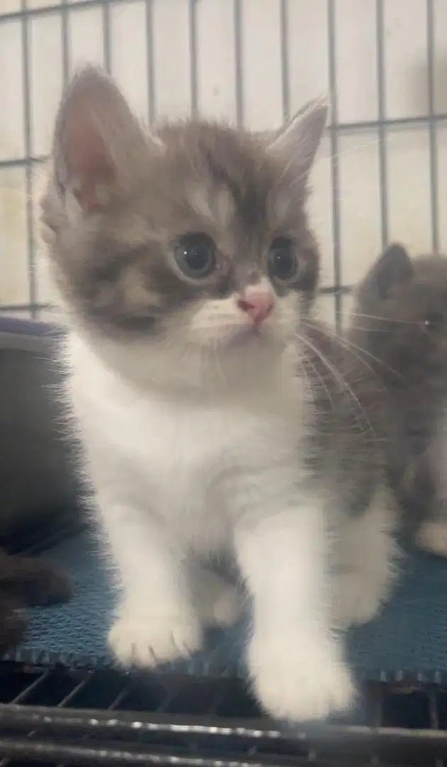 Brittish shorthair