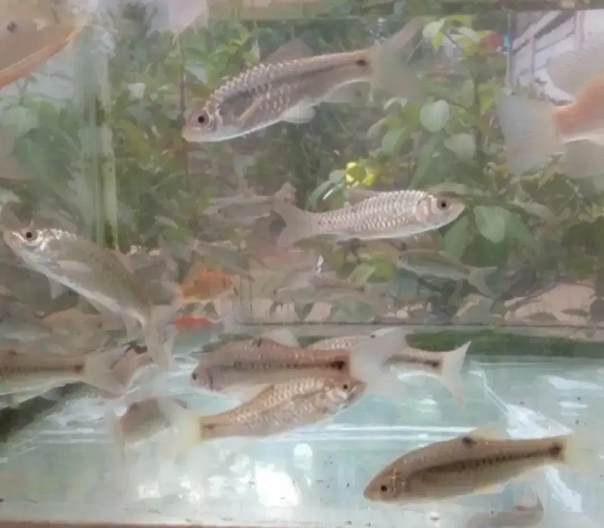 ikan Wader / benter
