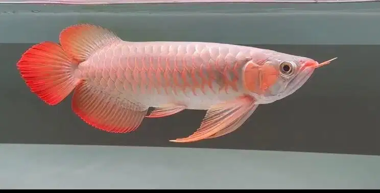 Arwana super red 35cm spek class