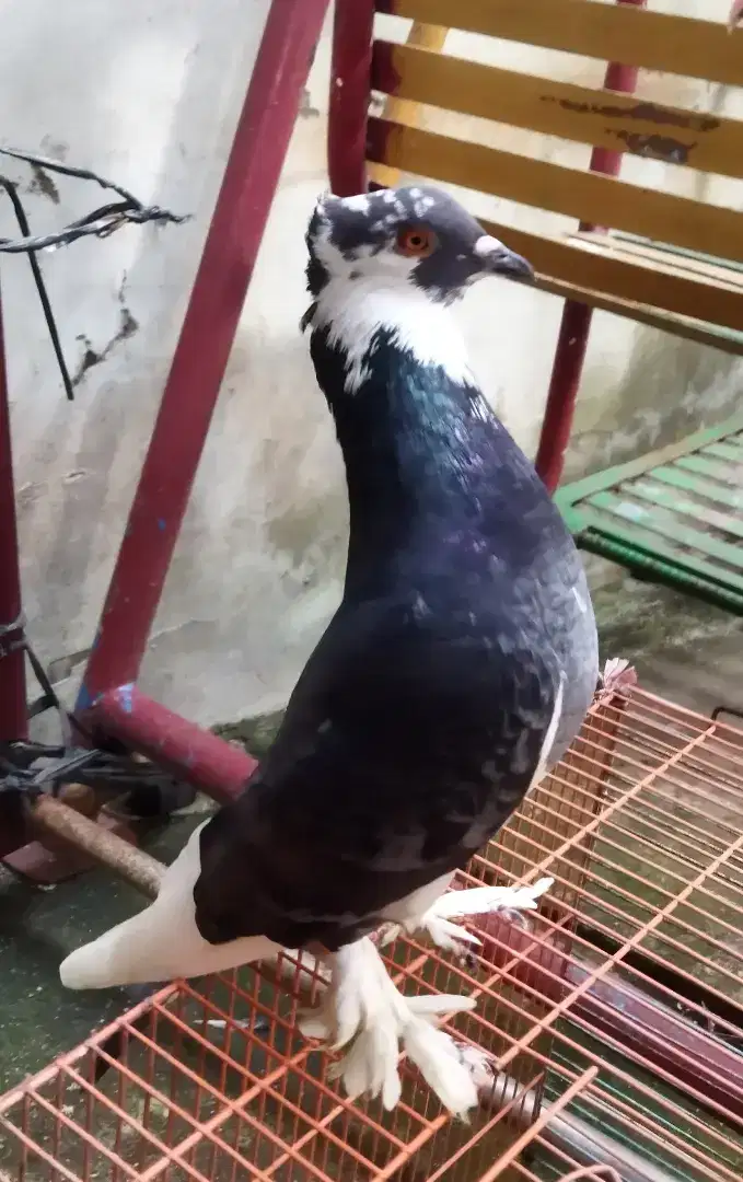 Burung dara merpati Blantong jambul