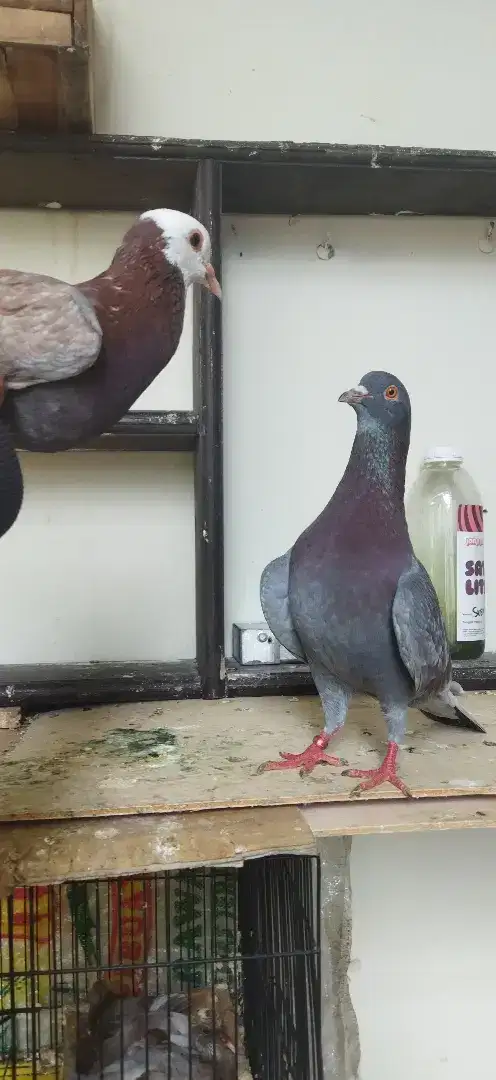 Burung dara merpati Kelabu manggis