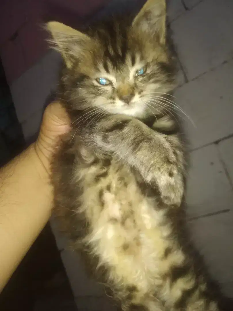 Jual ank kucing persia betina umur dua bulan setngh