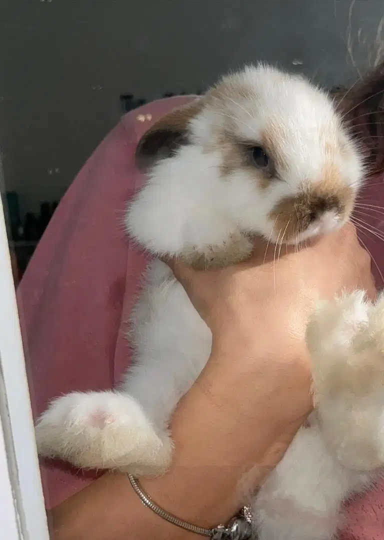 Kelinci  holland lop 3 bulan masuk 4 JUAL CEPAT