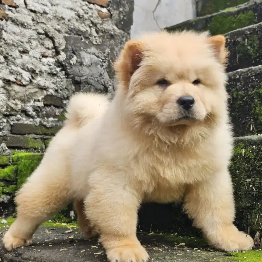 Chow Chow Jantan Stamboom