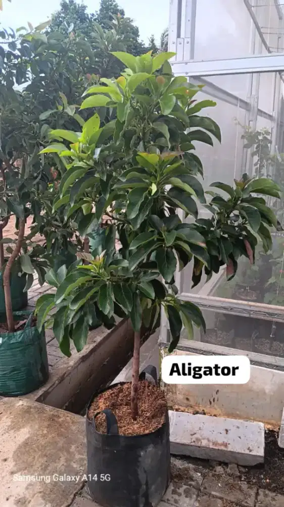 Pohon Alpukat Aligator, Miki Dan Kelud