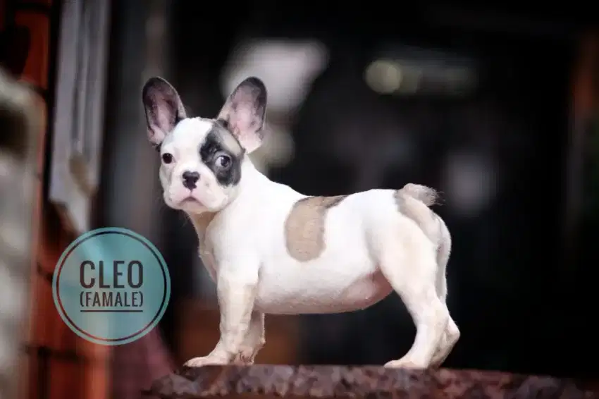 French bulldog puppt