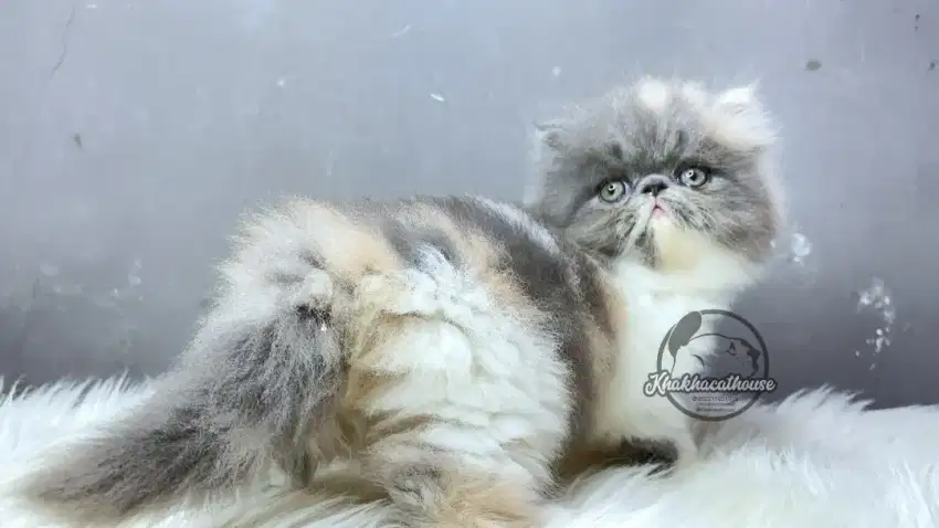 Kucing Persian Peaknose Betina