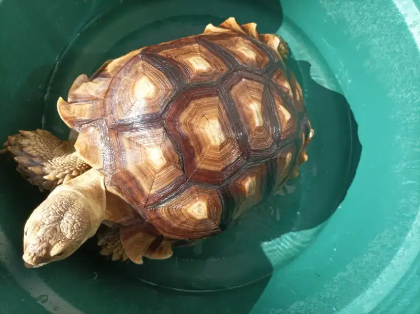 Kura kura sulcata betina 32 cm