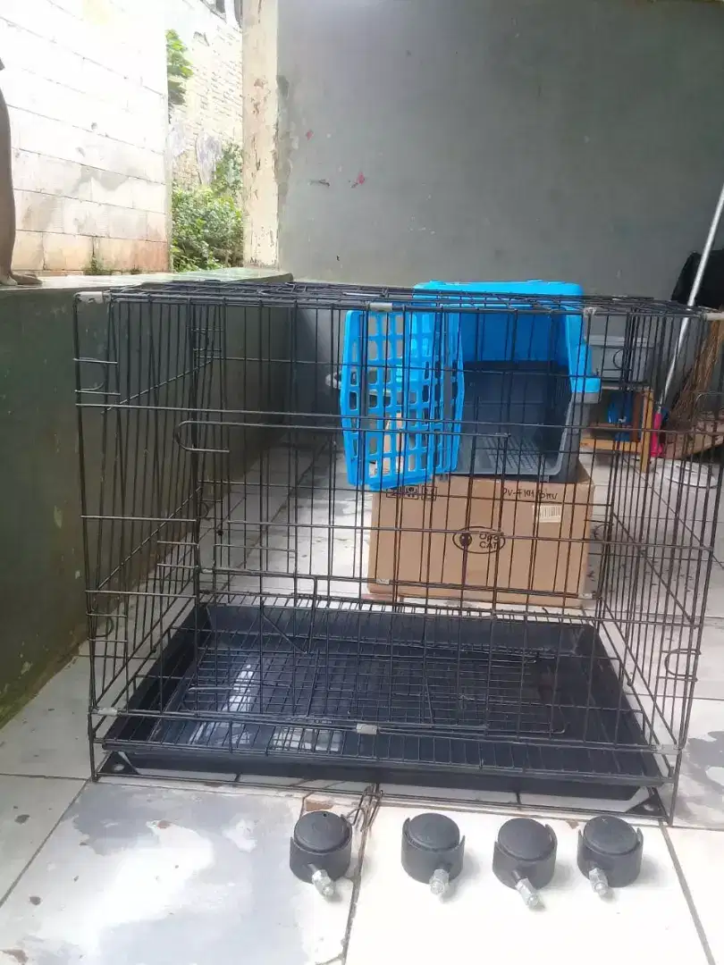 Perlengkapan kucing