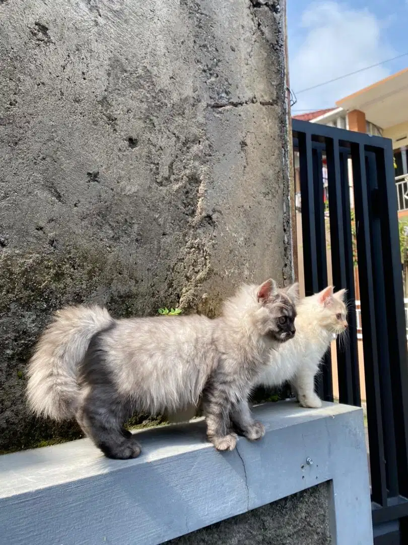 kucing persia medium