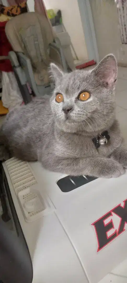 Kucing British shorthair betina kitten