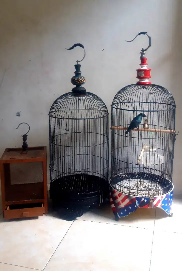 Burung C Keling Di Jual Cepat