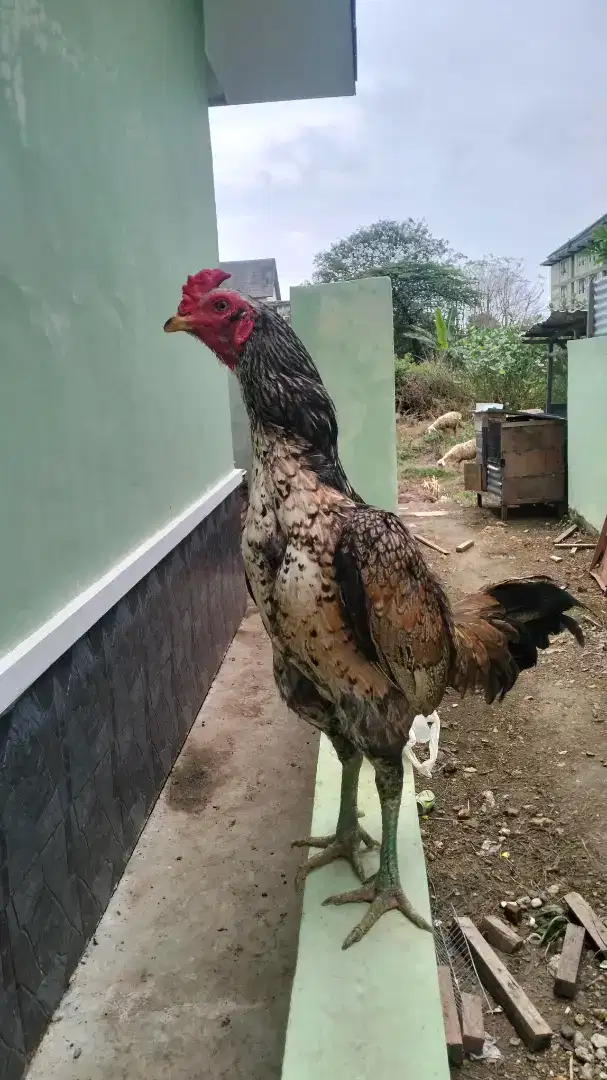 Ayam pamangon bulbi