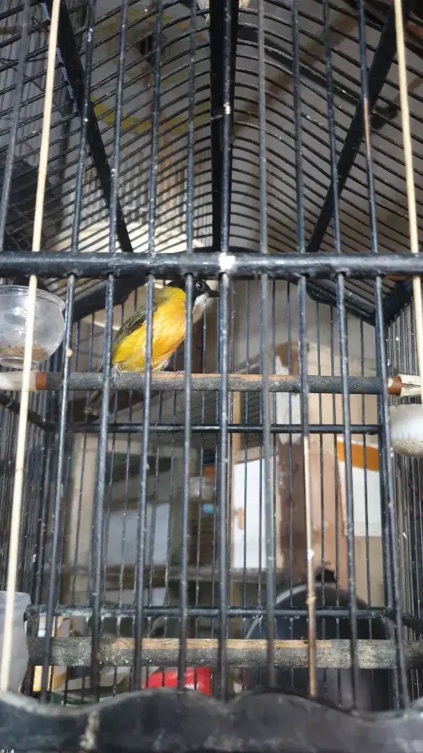 Burung jarang yang punya