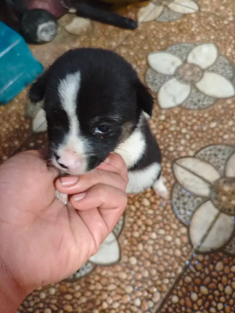 Puppy mix breed anak anjing murah