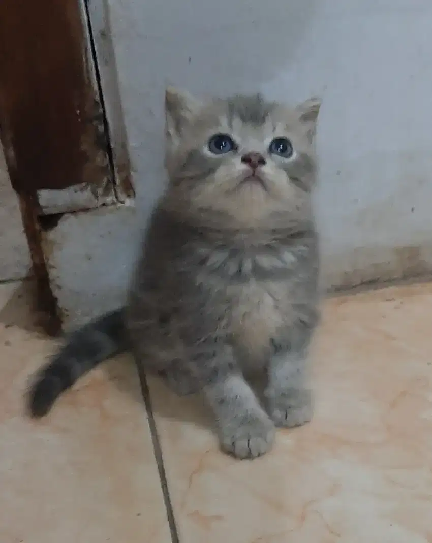 Kucing kitten betina abu abu marble 2bln imut imut