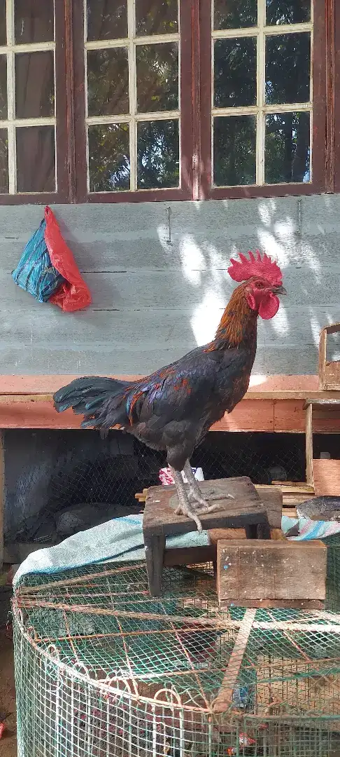 Ayam jantan muda 8 blanan