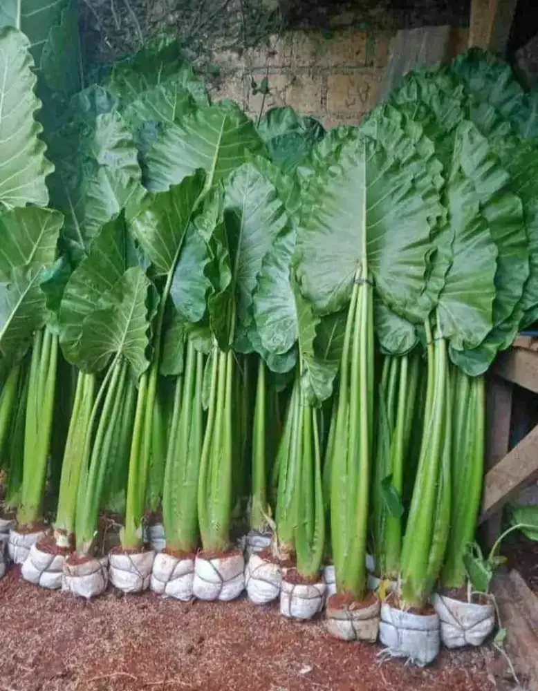 Pohon sente berkualitas