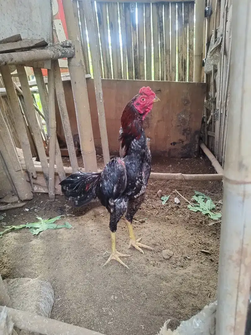 Ayam pakhoi x ganoi