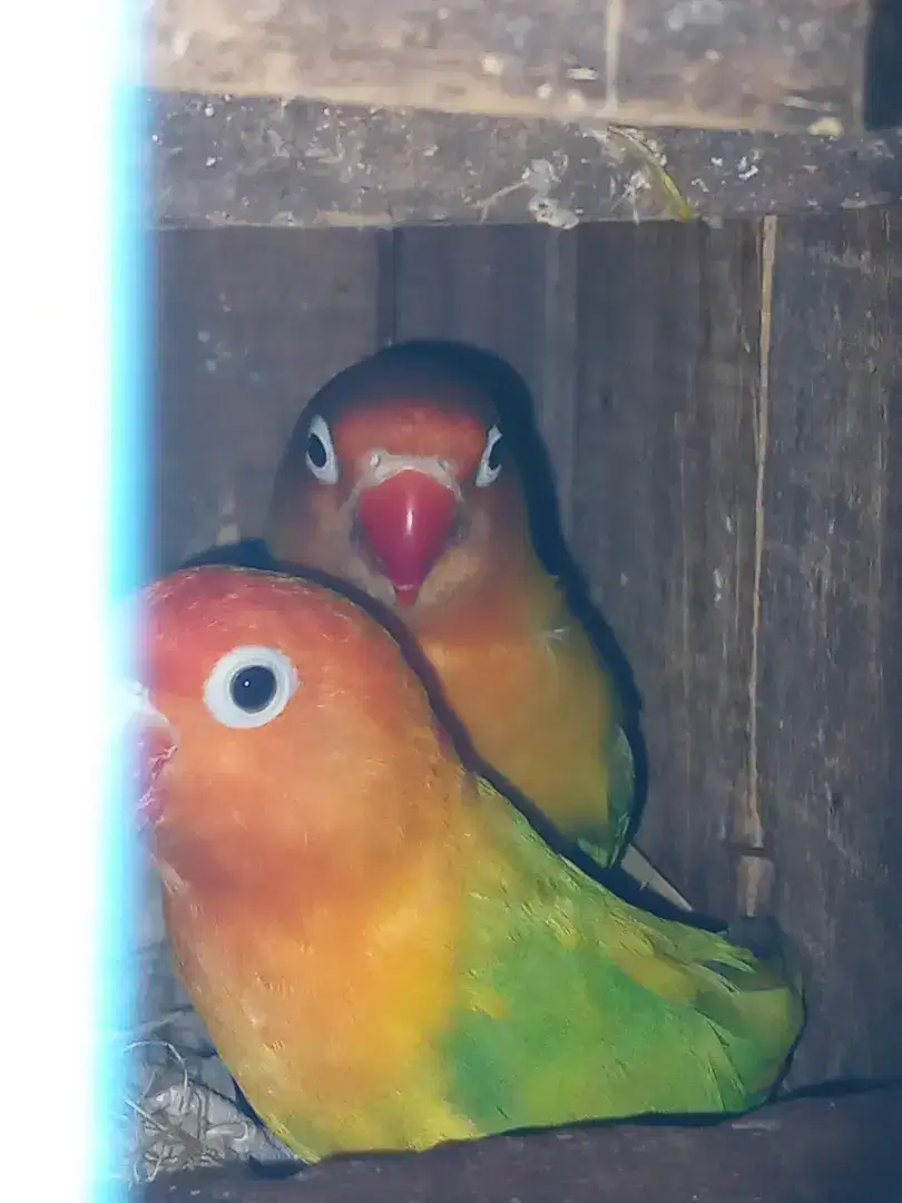 LoveBird LB sepasang