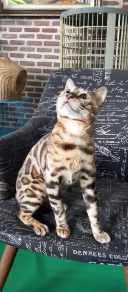 Open adops Kucing ped Ica