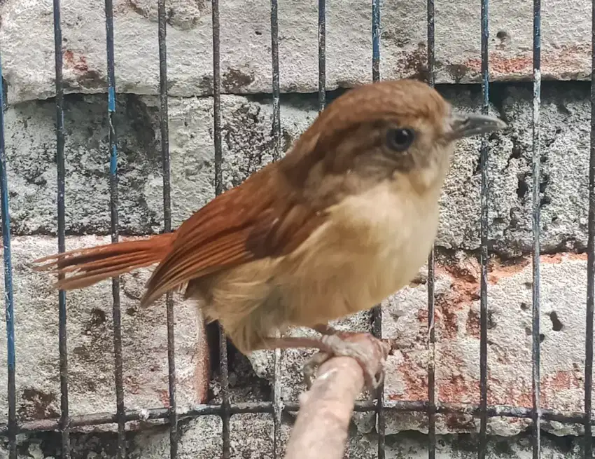 burung Wergan Jawa jinak bunyi