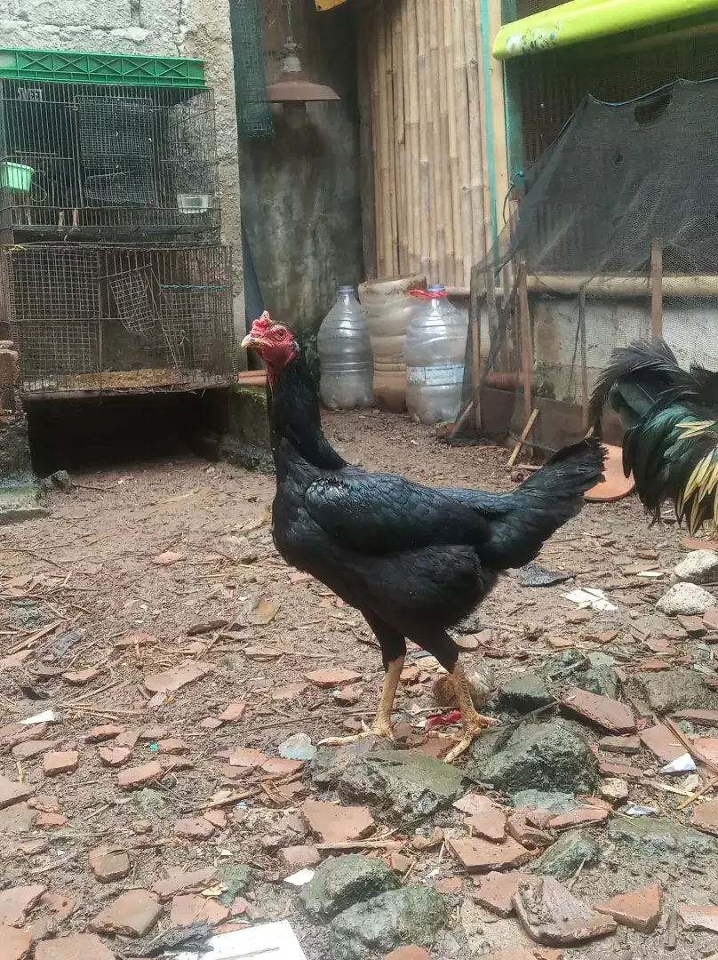 Biang/Induk Ayam Bangkok Jumbo