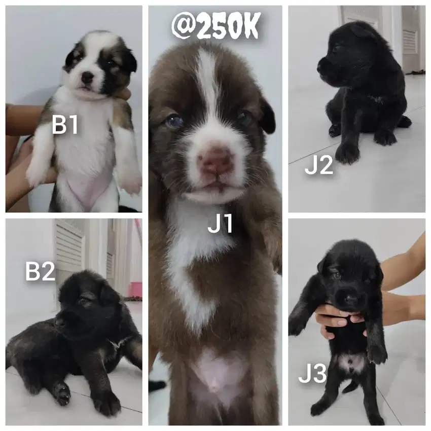 Open adopt puppies /anak anjing, lokasi semarang utara