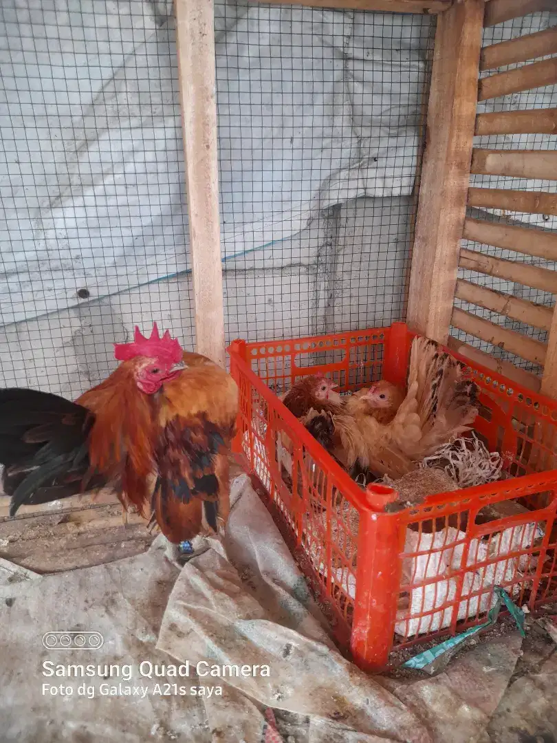 Ayam serama kontes  induk