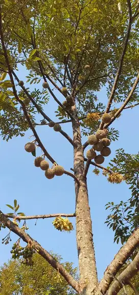 Kebun Durian Produktif Musangking dan Durian Oche