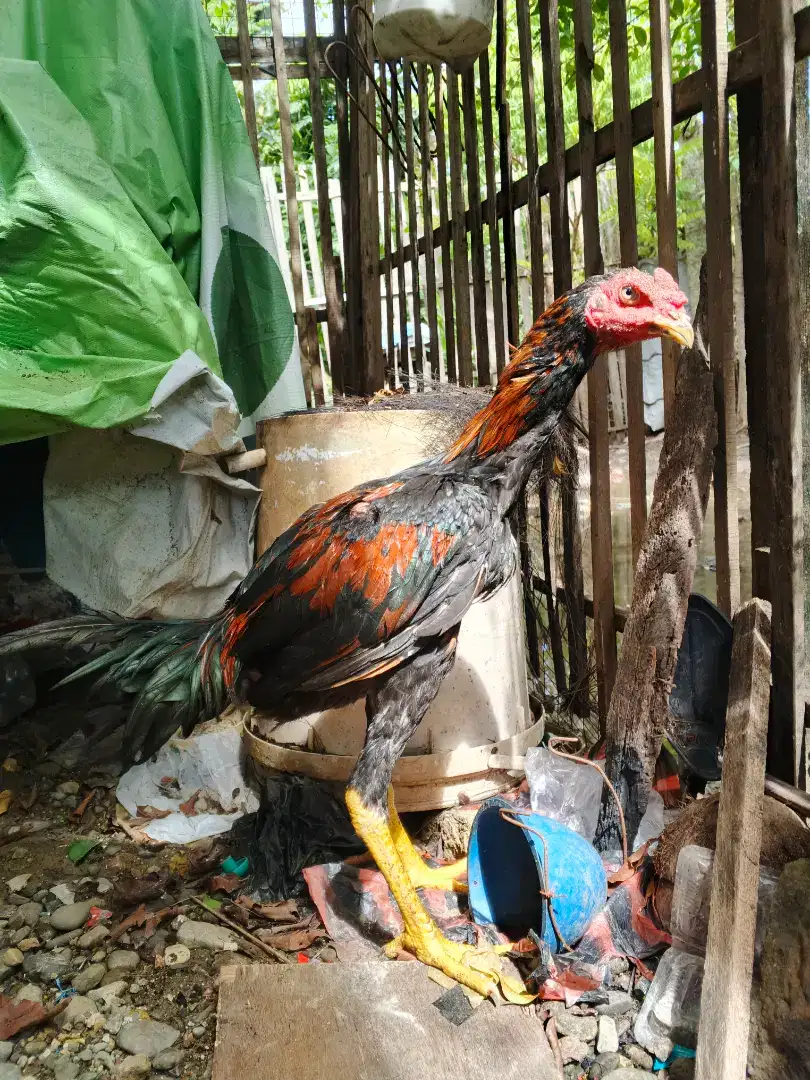 Ayam BK muda usia 3 bulan