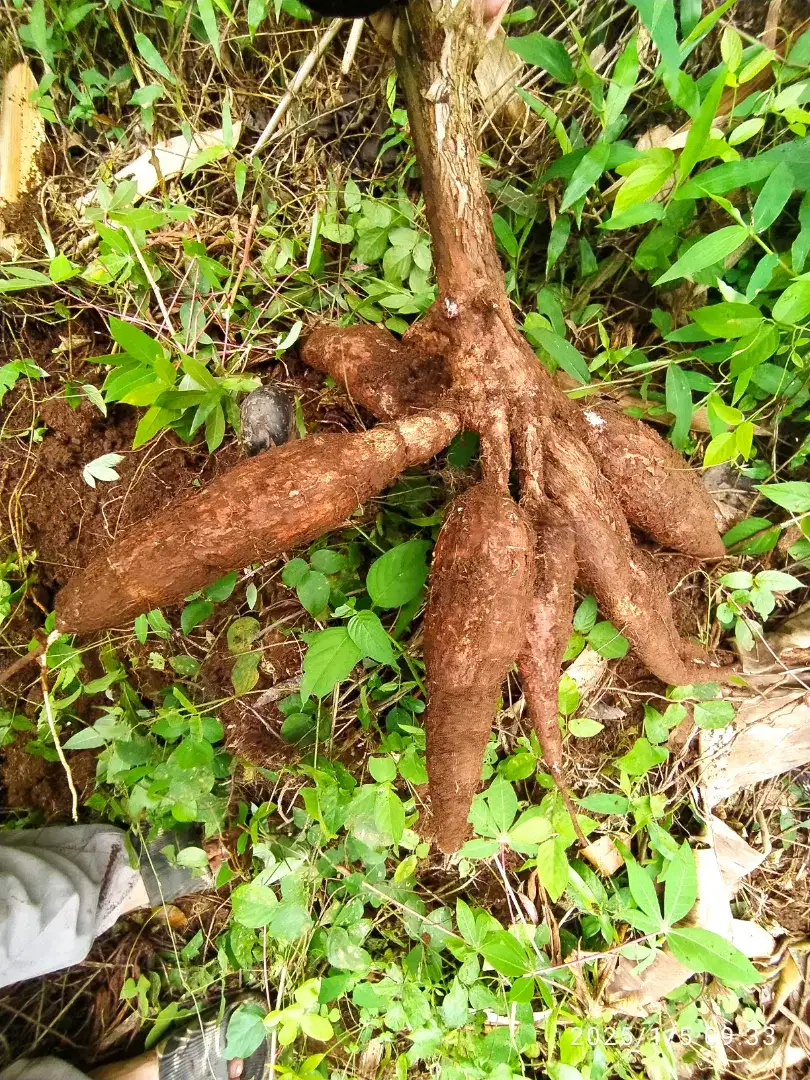 Singkong organik renyah kulit merah