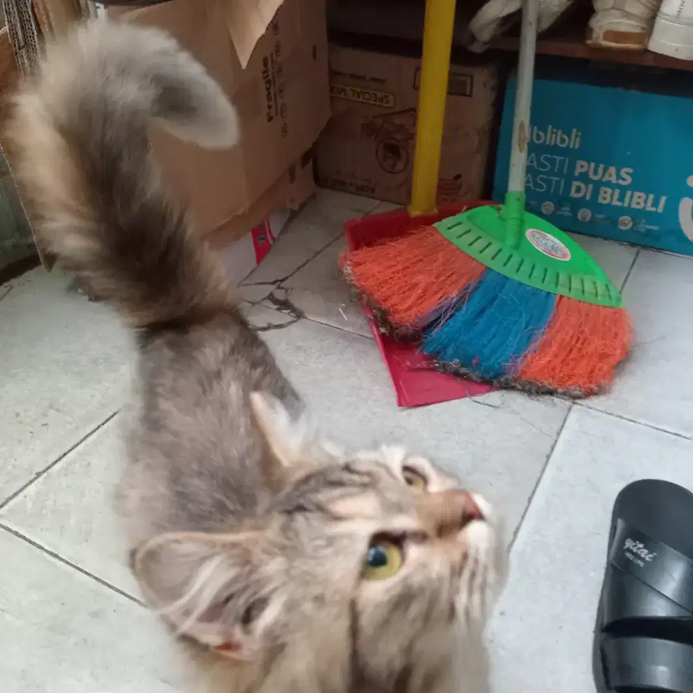 Kucing Persia Betina