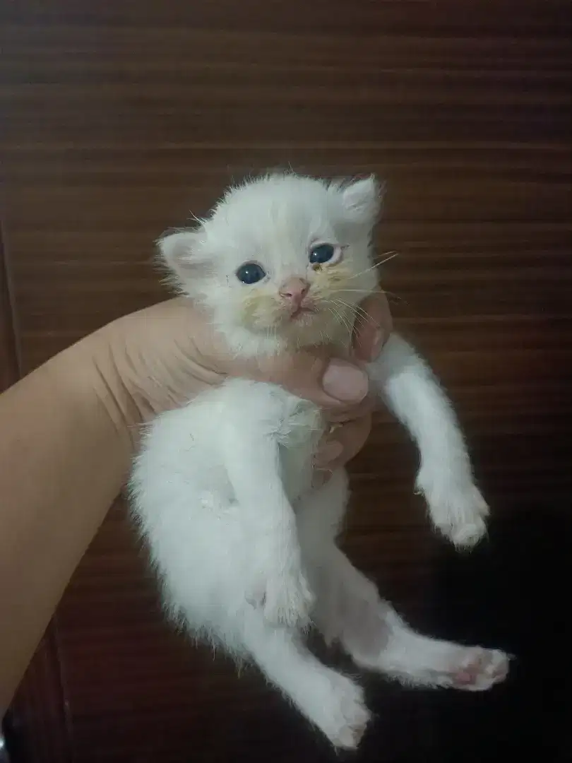 Kitten gemoy  persia
