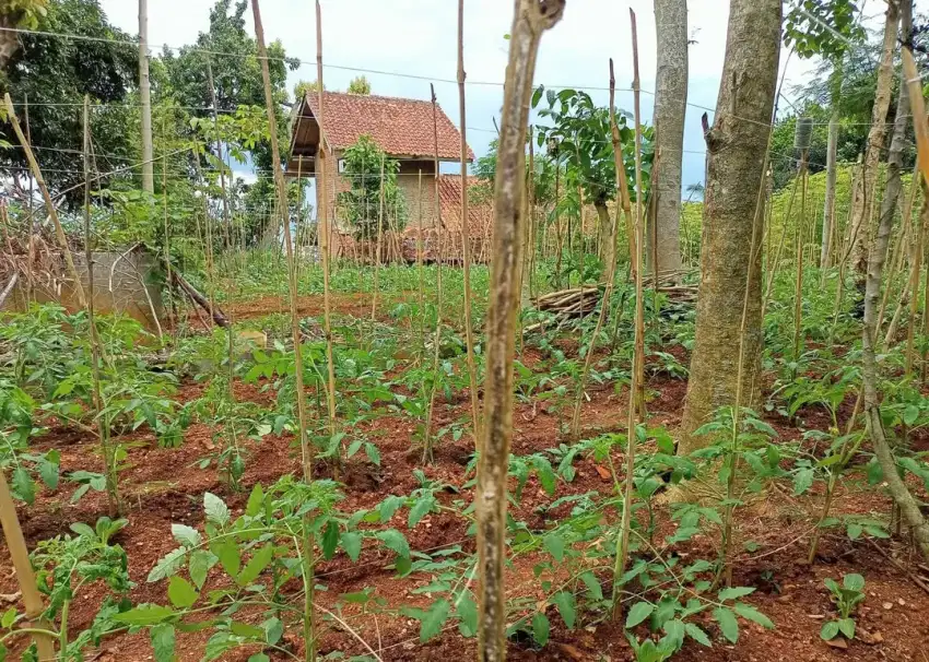 Jual tanah kebun murah Pinggir jalan di Cangkuang Soreang