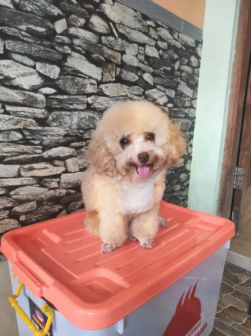 Toy poodle jantan