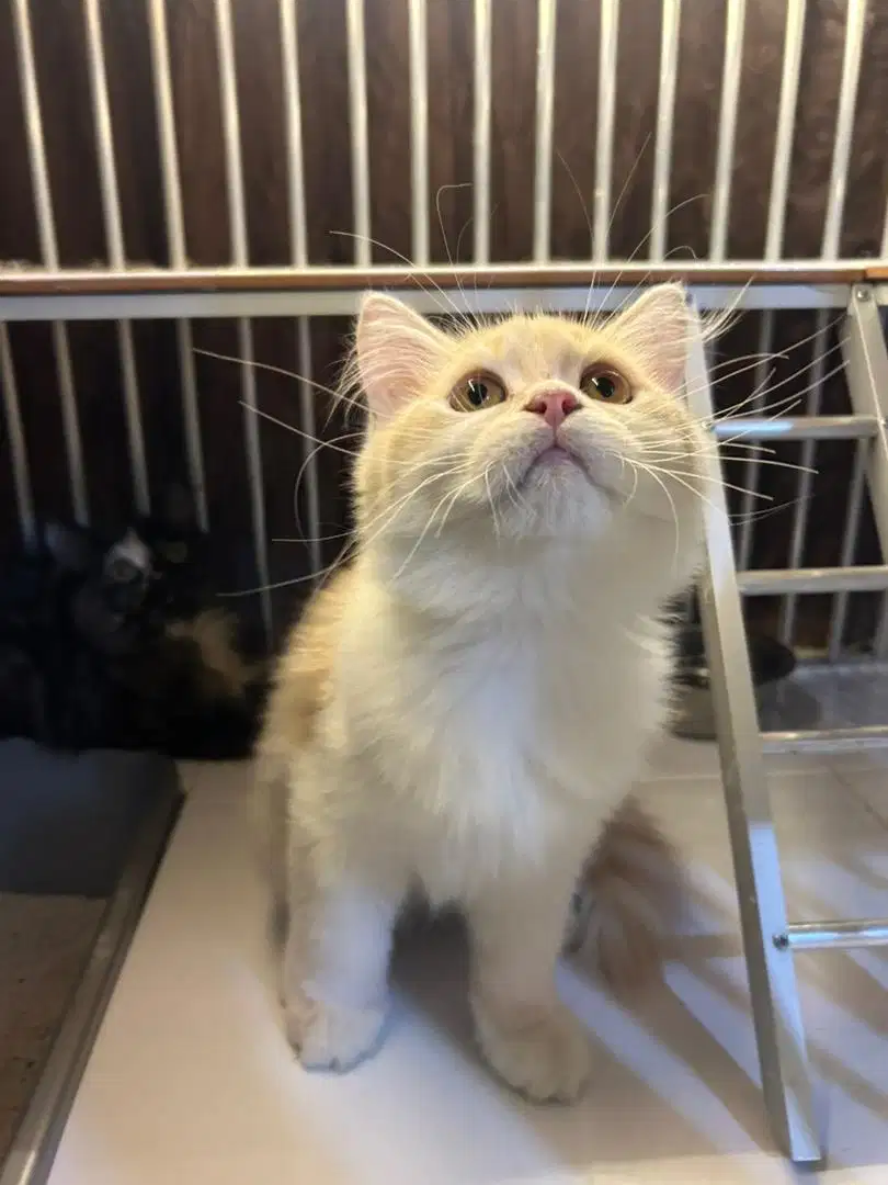 Kitten british long hair BLH jantan 3bln