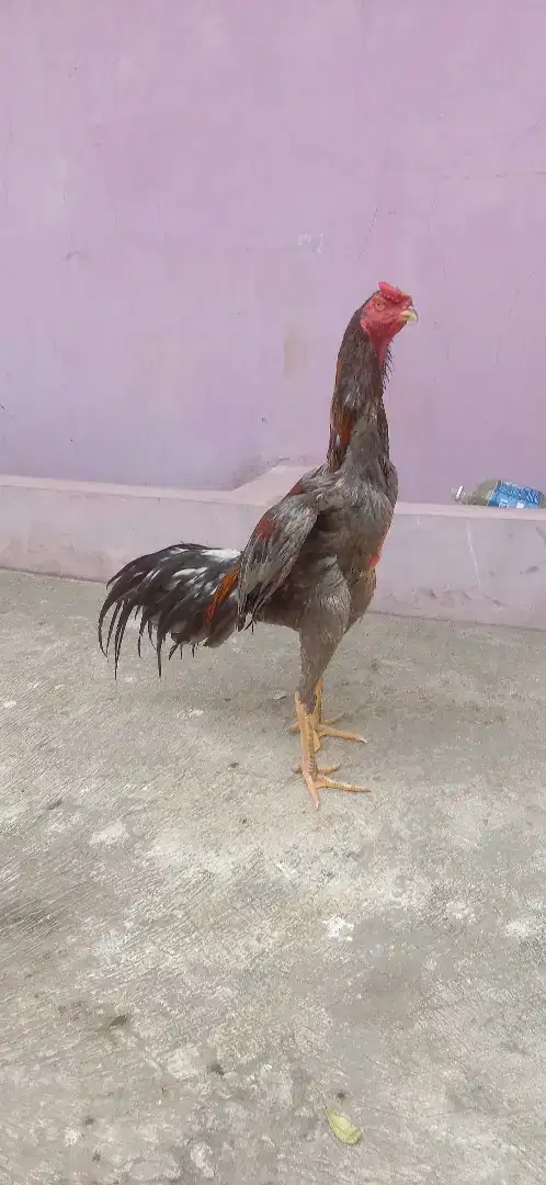 Ayam pakhoy Pama shamo win 1 x muda vidio ada Joss mirah